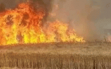 النيران تلتهم الاف الهكتارات من الأراضي  في كوردستان سوريا